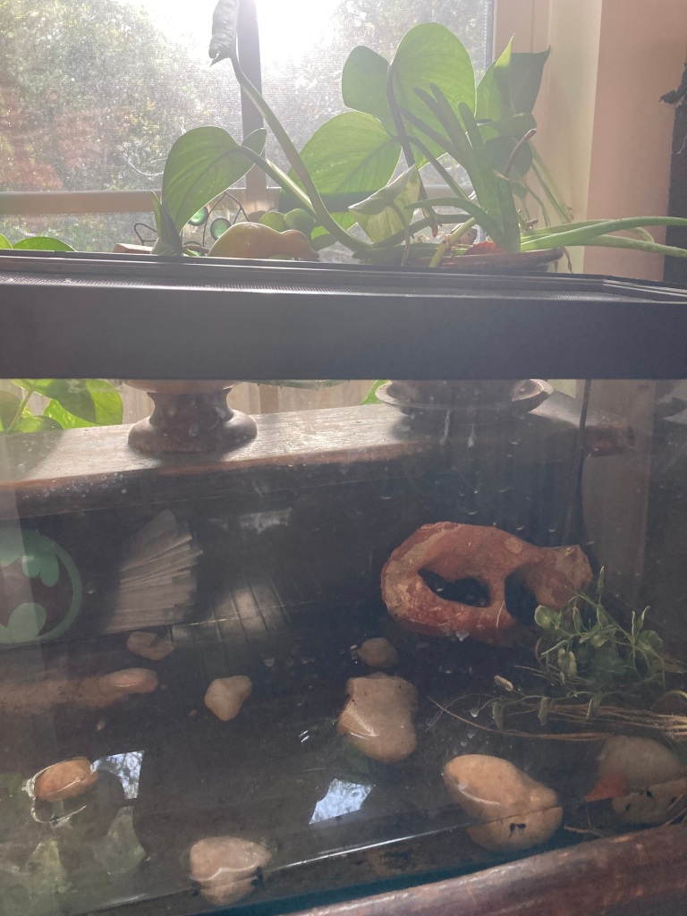 Tank of tadpoles by window